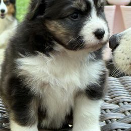 Miniature American Shepherd puppies from Battlefield Australian Shepherds and Miniature American Shepherds