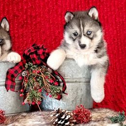 Siberian Husky Puppies from Light Foot Kennel
