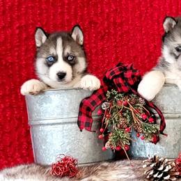 Siberian Husky Puppies from Light Foot Kennel