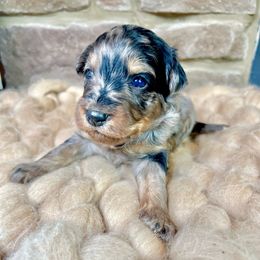 Hera - Blue merle Aussiedoodle puppy in Chattanooga, Tennessee from Remedy Ridge Aussiedoodles