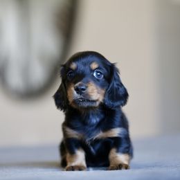 Dachshund Puppies from Gem State Mini Dachshunds