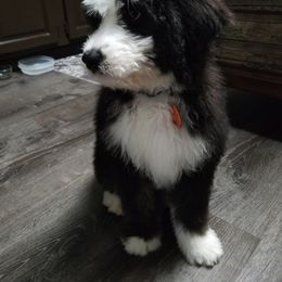 Bernedoodle Puppies from A Star is Born Doodles