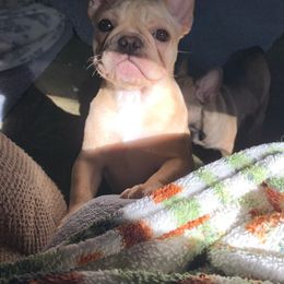 French Bulldog Puppies from BigStar French Bulldogs