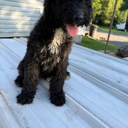 Blippi - Black and white male Sheepadoodle puppy in Warsaw, Virginia from Mojave Premier Kennels