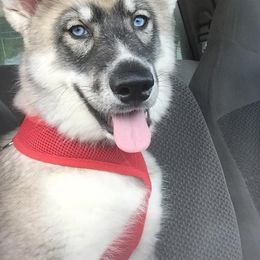 Siberian Huskies from Fire and Ice Arctic Kennel