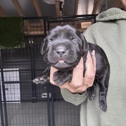 Orange - Black male Labrador Retriever puppy in Newton Grove, North Carolina from Wayalife Labradors & Gsp’s
