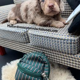Smarty Paws - Dapple male Dachshund puppy in Montevallo, Alabama from Mallard's Miniature Dachshunds