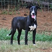 Baby Cami - Black and white Xoloitzcuintli puppy in Georgia from Tailwynd Kennels