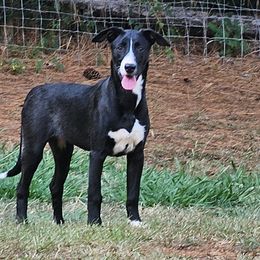 Baby Cami - Black and white Xoloitzcuintli puppy in Georgia from Tailwynd Kennels
