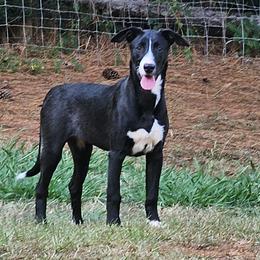 Baby Cami - Black and white Xoloitzcuintli puppy in Georgia from Tailwynd Kennels
