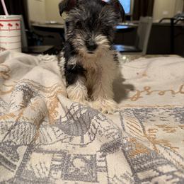 Boy 3 - Parti male Miniature Schnauzer puppy in Bloomington, California from Mini Beard Buster Kennel