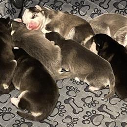 Pomsky Puppies from Full Moon Pomskies