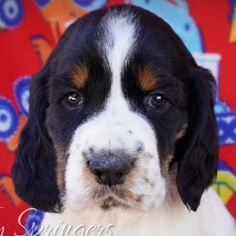 Male2 - Black white and tan male English Springer Spaniel puppy in Great Falls, Montana from Big Sky Springers