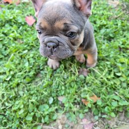 Girl 2 - Fawn female French Bulldog puppy in Crane, Missouri from James River French Bulldogs