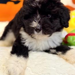 Mercury - Black and white female Aussiedoodle puppy in Dickerson, Maryland from Pawsome Aussie Doodles and Oodles