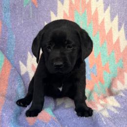 Astrid - Black female Labrador Retriever puppy in Texas from Raley Retrievers