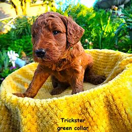 Trickster - Red  male Goldendoodle puppy in Greer, South Carolina from South Paw Doodles