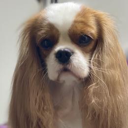 Cavalier King Charles Spaniels and Lowchen from Uptown Cavaliers