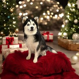 Sonny - Pomsky