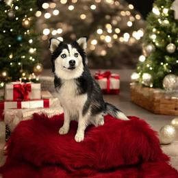 Sonny - Pomsky