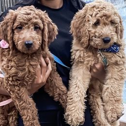 Poodles from Designer Poodles & Doodles