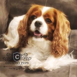 Daisy - Cavalier King Charles Spaniel