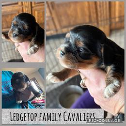 Black - Black and tan male Cavalier King Charles Spaniel puppy in Greenleaf, Wisconsin from Ledgetop Family Cavaliers