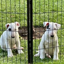 Bull Terrier puppies from Action Bull Terriers