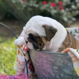 Bulldog Puppies from Semper Fi Bulldogs