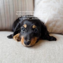 Briggs - Black and tan male Dachshund puppy in Cape Coral, Florida from Dear Dachshunds