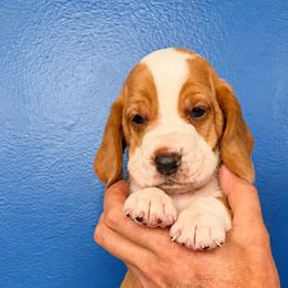 Sevier - Red and white male Basset Hound puppy in Bellaire, Ohio from Blessed Bassets