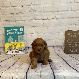 Goldendoodle and Poodle Puppies from Partridge Doodles and Poodles