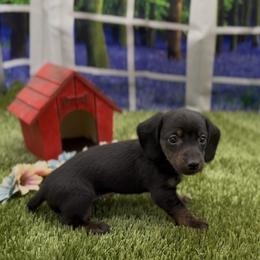 Black and Tan Smooth Female (Brindle Points) - Black and tan female Dachshund puppy in Killeen, Texas from Southern Dachshunds