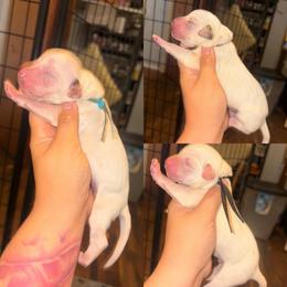 Pick 2 - Boy - White and liver brown male Dalmatian puppy in Toledo, Ohio from Exquisite Dalmatians & Standard Poodles