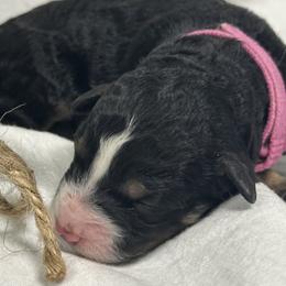 Noel - Tri-color female Bernedoodle puppy in Leesport, Pennsylvania from Bechtel’s Tiny Bernadoodles
