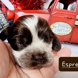 Boston Terrier and Cocker Spaniel Puppies from Down in the Holler