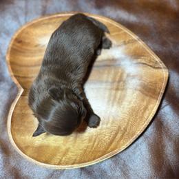 Hershey - Chocolate male Shih Tzu puppy in Sherman, Texas from Shannon’s Sugar Sweet Shih Tzu’s