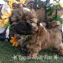Shih Tzu Puppies from Loyal Shih Tzu