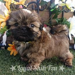Shih Tzu Puppies from Loyal Shih Tzu