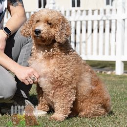 Alexa - Goldendoodle