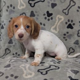 Diana the Chocolate Based Red Piebald Girl - Piebald female Dachshund puppy in Pelion, South Carolina from Doitsujin Dachshunds