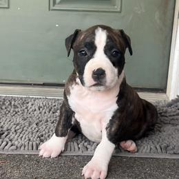 Olive Oyl - Black brindle female American Staffordshire Terrier puppy in Marietta, Georgia from Ambition Amstaffs