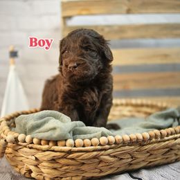 Maroon Collar - Chocolate male Assorted Doodle Crosses puppy in Elma, New York from Newfiedoodles of WNY