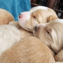 Goldendoodle Puppies from Masondixondoodles