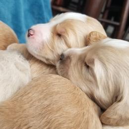 Goldendoodle Puppies from Masondixondoodles