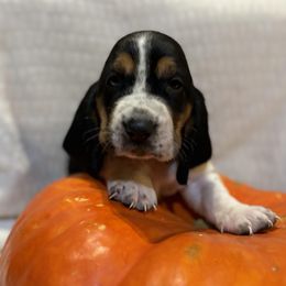 Basset Hound Puppies from Zen Rainbow Ranch