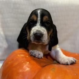 Basset Hound Puppies from Zen Rainbow Ranch