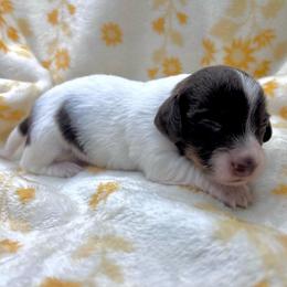 Pollie-CKC - Piebald male Dachshund puppy in Tecumseh, Oklahoma from MoonBerry Miniature Dachshunds