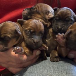 Soft Coated Wheaten Terrier Puppies from Felicias Swheaties