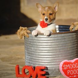 Pembroke Welsh Corgi Puppies from Dream Corgis